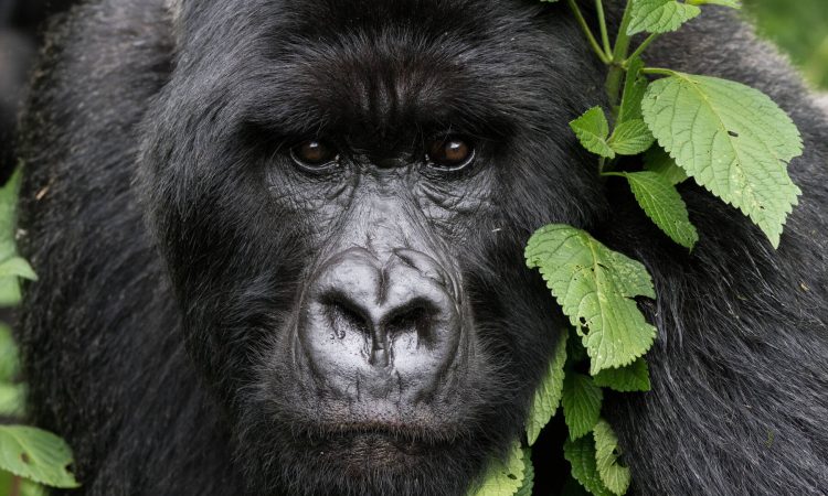 3 Days Gorilla Tour Rwanda