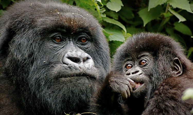 7 Days Rwanda Primate Safari