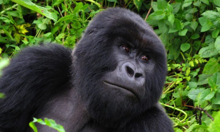 Rwanda Gorilla Tours| Visit to See Gorillas in Rwanda – Rwanda Gorilla Booking